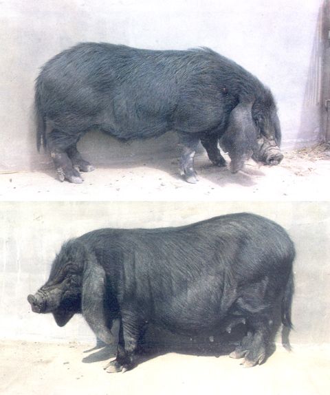 八眉豬(注川豬) 八眉豬(注川豬)