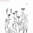 展苞飛蓬 展苞飛蓬