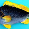 黃鰭石斑魚 黃鰭石斑魚