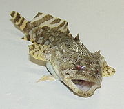 豹蟾魚