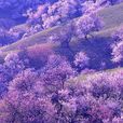 大氣背景音樂 大氣背景音樂