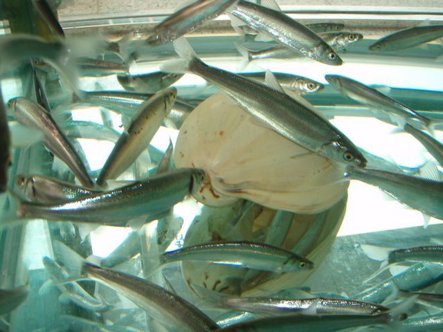 浪魚 浪魚