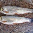 瓦氏雅羅魚(華子魚(瓦氏雅羅魚的俗稱)) 瓦氏雅羅魚(華子魚(瓦氏雅羅魚的俗稱))
