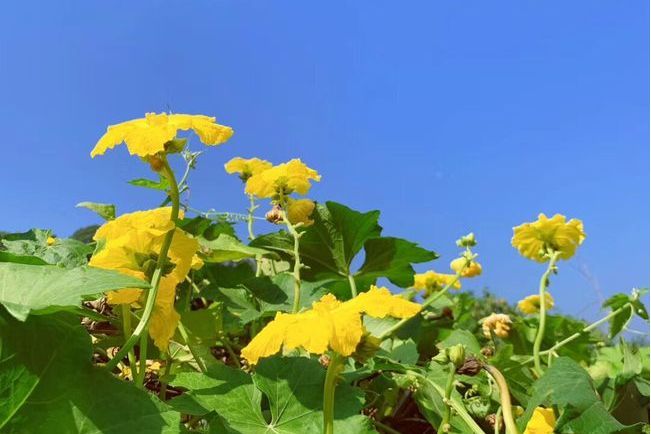新婦花科(花莖草科) 新婦花科(花莖草科)