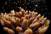 珊瑚海聯邦海洋保護區