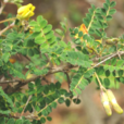 陽雀花 陽雀花