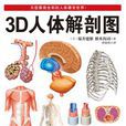 3D人體解剖圖 3D人體解剖圖