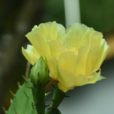 仙人掌(石竹沙漠植物) 仙人掌(石竹沙漠植物)