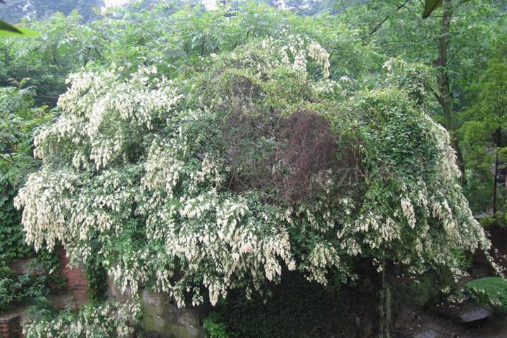 總梗女貞 總梗女貞