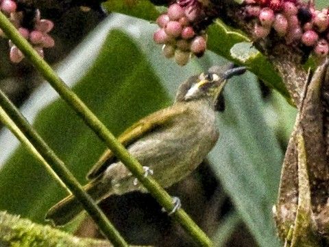 暗吸蜜鳥 暗吸蜜鳥