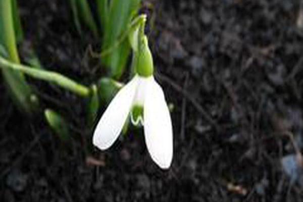 Galanthus elwesii Galanthus elwesii
