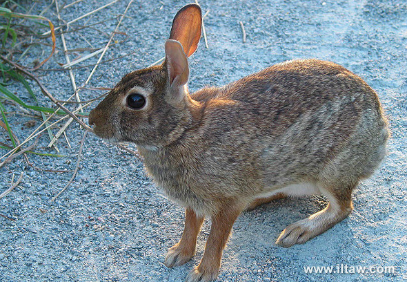 新英格蘭棉尾兔