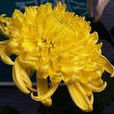 黃冠菊