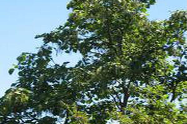 Catalpa ovata Catalpa ovata