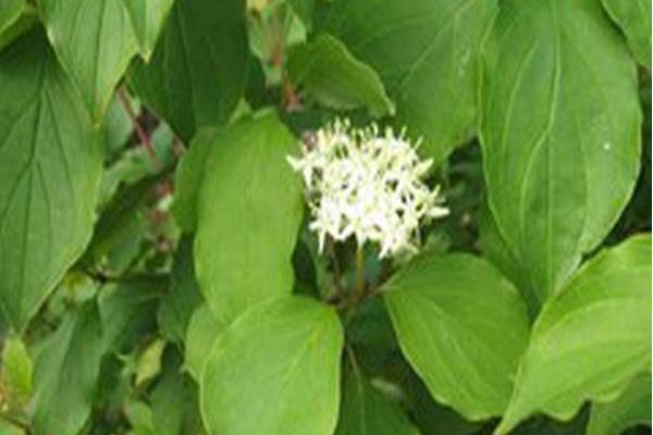 Cornus sericea Cornus sericea