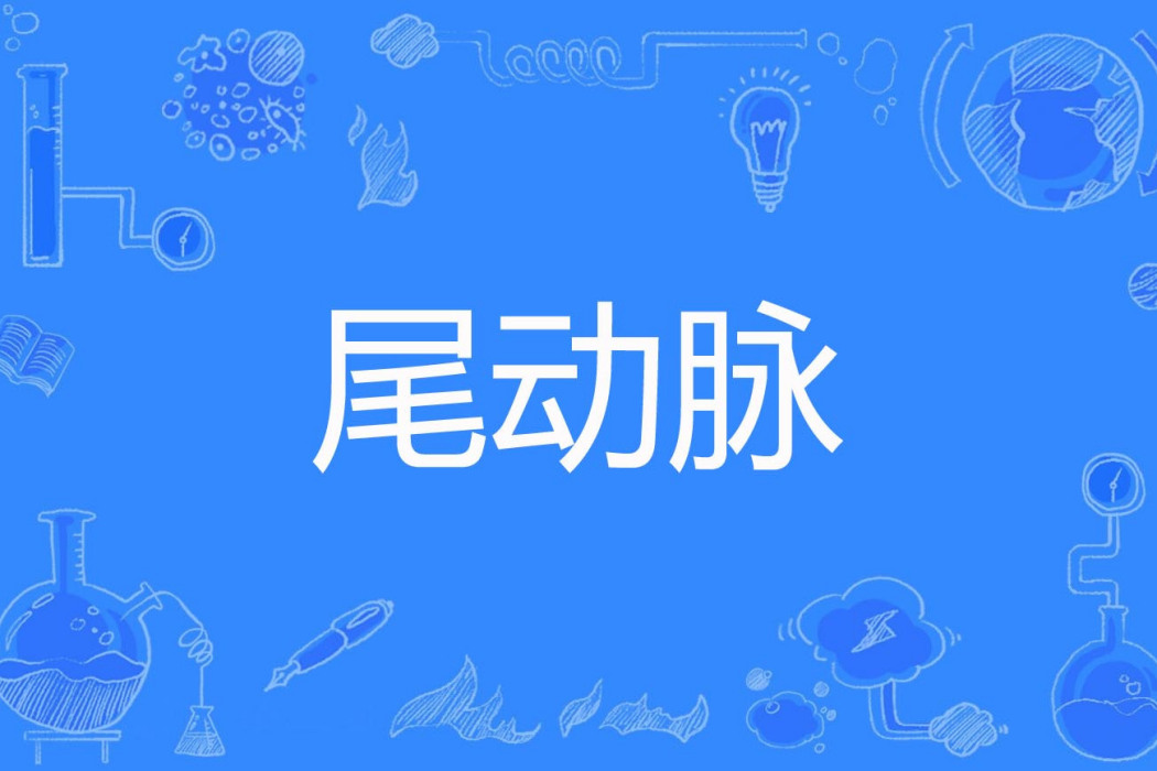 尾動脈 尾動脈