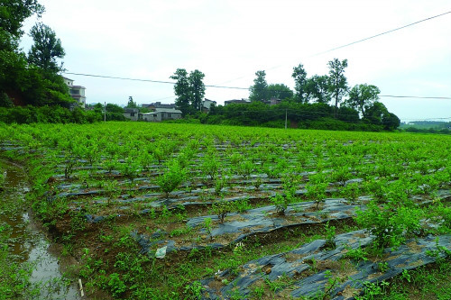 田心窩村(雲南省臨滄市鳳慶縣鳳山鎮田心窩村) 田心窩村(雲南省臨滄市鳳慶縣鳳山鎮田心窩村)