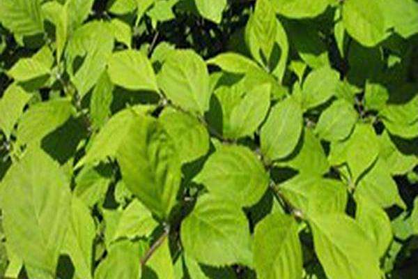 Deutzia × hybrida \x27Strawberry Fields\x27 Deutzia × hybrida \x27Strawberry Fields\x27