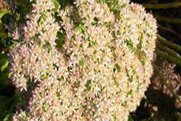 Hylotelephium erythrostictum \x27Mediovariegatum\x27 Hylotelephium erythrostictum \x27Mediovariegatum\x27