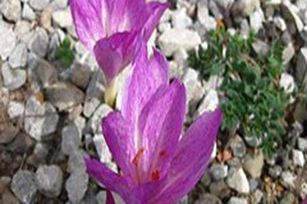 Colchicum \x27Disraeli\x27