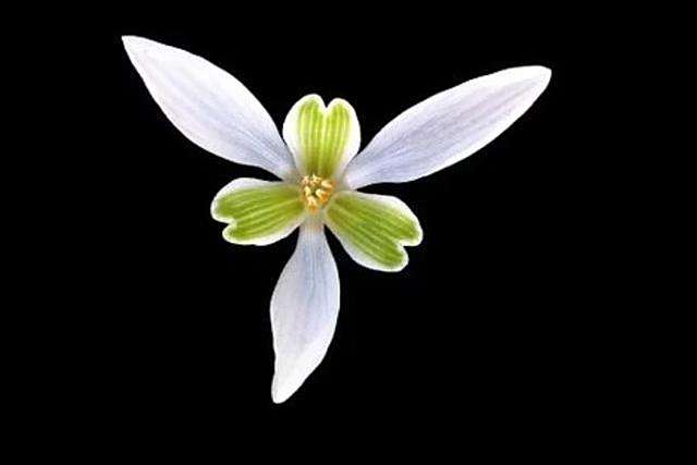 絲履花科 絲履花科