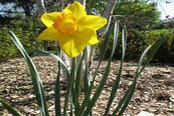 Narcissus \x27Aunt Betty\x27