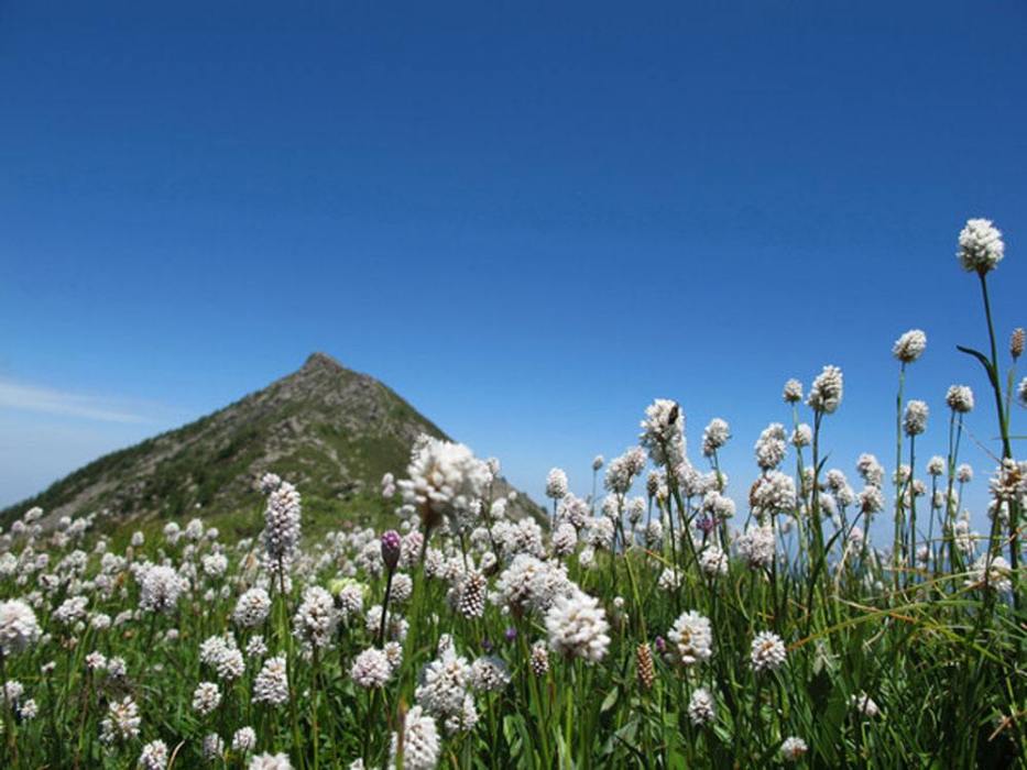 太白花(中藥材) 太白花(中藥材)