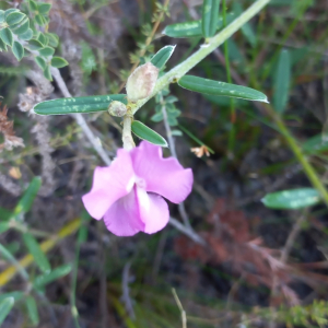 Podalyria oleifolia