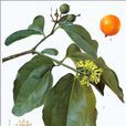 馬錢屬 馬錢屬