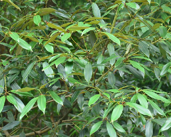 野桂皮 野桂皮