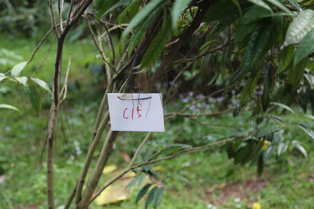 金花茶優樹FS015 金花茶優樹FS015