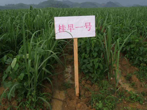 桂早一號 桂早一號