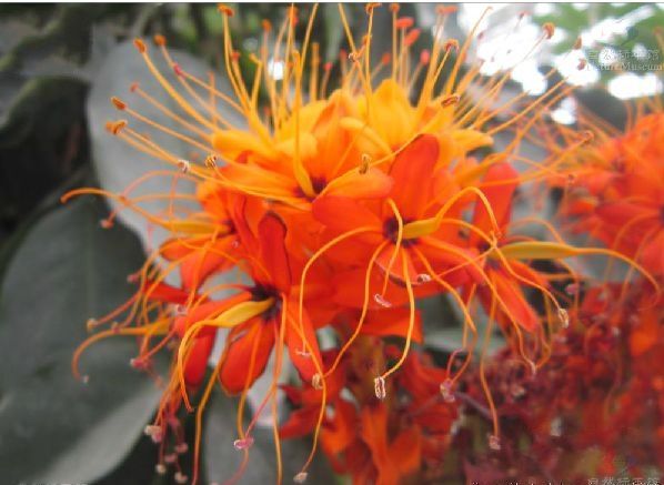 無憂花家系07 無憂花家系07