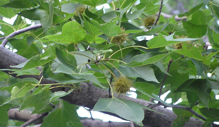 楓香樹(圖4)