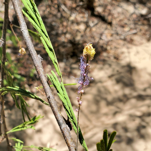Dichrostachys richardiana
