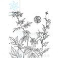 茄子蒿