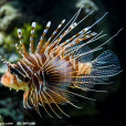 擬獅子魚 擬獅子魚
