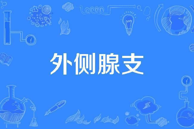 外側腺支 外側腺支