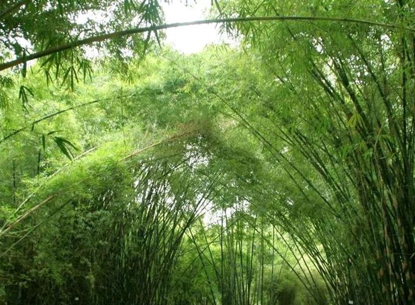 箭竹屬 箭竹屬