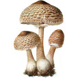 高大環柄菇(高環柄菇) 高大環柄菇(高環柄菇)