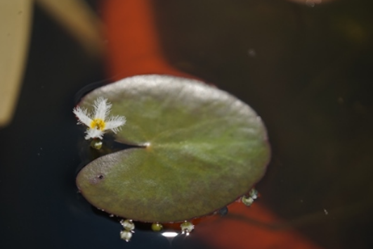 龍潭荇菜 龍潭荇菜