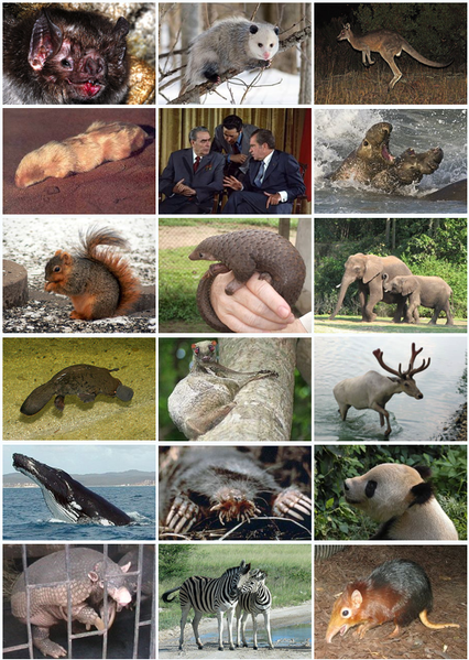 哺乳動物多樣性