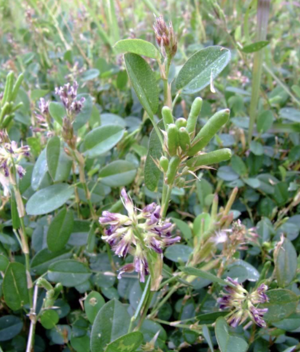 鏈莢豆屬 鏈莢豆屬