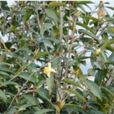 櫻花短柱茶 櫻花短柱茶