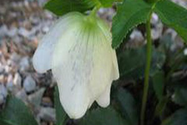 Helleborus × hybridus (Lady Mix) Helleborus × hybridus (Lady Mix)