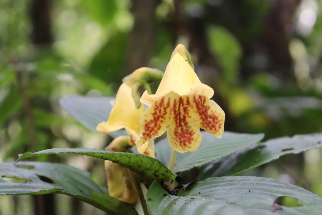 Gasteranthus delphinioides Gasteranthus delphinioides