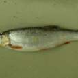 高體雅羅魚(高體雅羅) 高體雅羅魚(高體雅羅)