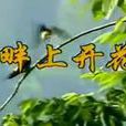 崖畔上開花(孫韶演唱歌曲) 崖畔上開花(孫韶演唱歌曲)