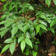 連蕊茶(中藥名) 連蕊茶(中藥名)