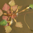 小果菱 小果菱